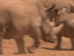 White rhino (Ceratotherium simum) adults and young, Kenya Stock Footage