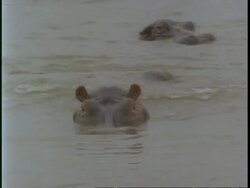 MS Hippopotamus, Hippopotamus amphibius, ducking under water and looking to camera, Uganda, Africa Stock Footage