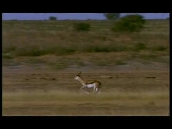 MS Pan left, Springbok (Antidorcas marsupialis) running through grassland, Botswana Stock Footage