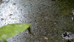 VOICED : Chevron debe pagar USD 9.511m a Ecuador News Clip