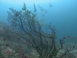 School of Longfin Spadefish (Platax teira), Monad Shoa, Malapascua, Philippines Stock Footage