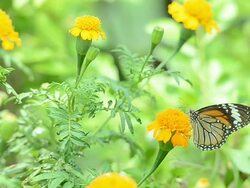 Butterflies eat pollen Stock Footage