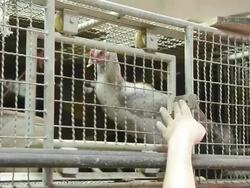 People Close The Cage Of Chicken Stock Footage