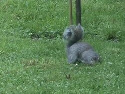 Grey Squirrel Stock Footage