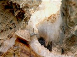 Snail on Quartz/salt, Andalusia, Southern Spain Stock Footage