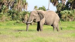 Elephant Grazing in Safari at Wild Stock Footage