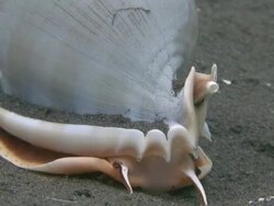 Sea Snail Stock Footage