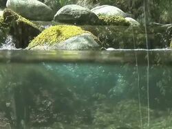 Aquatic Enviroment Stock Footage