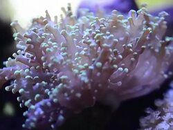Euphyllia coral Stock Footage