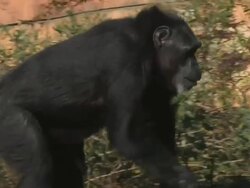 Walking chimp Stock Footage