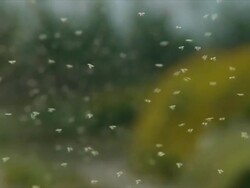 CU Shot of Thousands of mosquito swarm / Maagan Michael, Carmel Coast, Israel Stock Footage