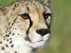 CU Cheetah looking around / D2440, Otjiwarongo, Namibia Stock Footage