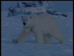 MS Polar bear walking through snowy landscape at twilight, Arctic circle Stock Footage