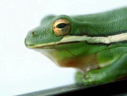 Green Tree Frog Stock Footage