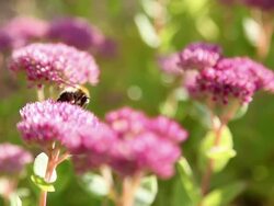 Pink flowers Stock Footage