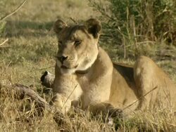 MS Sleepy collared lioness sitting / Okavango Delta, North West District, Botswana Stock Footage