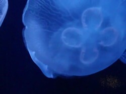 Jellyfish Stock Footage