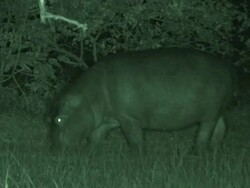 Hippopotamus (Hippopotamus amphibius) grazing at night, Garamba , Congo Stock Footage