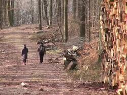 MS View of walker walking in forest through stack of woods / Orscholz, Saarland, Germany Stock Footage