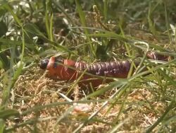 Huge Caterpillar Crawling Around Stock Footage