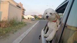 Dog hanging out of a window Stock Footage