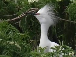 Snowy Egret Courtship Display Stock Footage