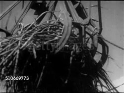 1953: HAWAII: VS Mechanical claw moving harvested sugar cane to truck, dropping. PARKER RANCH: VS Cowboys herding Heifer cattle into corral gate, unidentified Hawaiian cowboys on horseback. Ranching, beef, ranch hands, Big Island, Historic. Instructional Video
