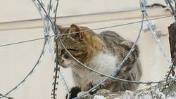 Cat on a fence with barbed wire Stock Footage