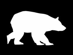 Walking Bear (Loopable) Stock Footage