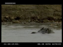 Hippo, Hippopotamus amphibius, pair play fighting in water, mouth wrestling, CU, Botswana Stock Footage