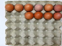 brown eggs Stock Footage