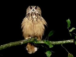 MS Shot of European Eagle Owl looking around standing on Branch / Calvados, Normandy, France Stock Footage