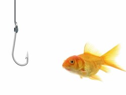 Goldfish ignores a hook Stock Footage
