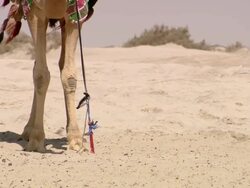 MS TU Shot of Camels standing on beach / Doha, Qatar  Stock Footage