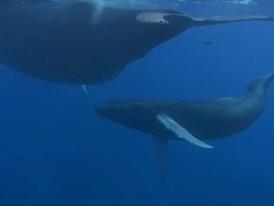 Humpback Whales Stock Footage
