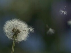 Dandelion clock seeds dispersing against natural background Stock Footage