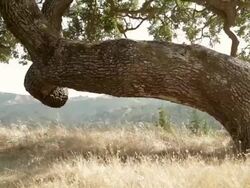 Large oak tree growing in countryside Stock Footage