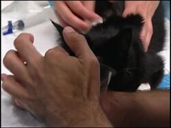 Medical technology improves pet healthcare News Clip