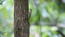 Chameleon Stock Footage