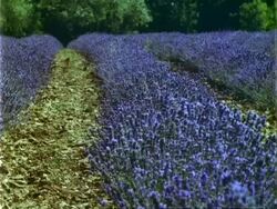 MCU lavender field, insects on lavender, July Stock Footage