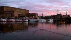 DRONE: A swan swimming in Stockholm at sunset Stock Footage