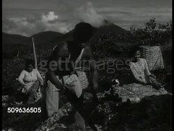 1940: EAST INDIES AGRICULTURE: Domed jars of Quinina, Quininae Sulfas on display. Indonesians cutting South American imported, transplanted Cinchona trees, trimming bark for making quinine. Women working w/ Cinchona seeds & feather on lightboxes. Instructional Video