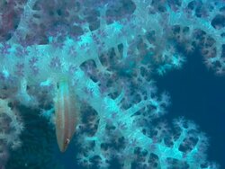 Soft Coral with Clown Fish Palau, South Pacific  Stock Footage