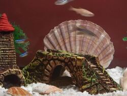 Aquarium (HD) Stock Footage