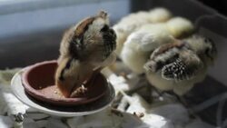 Livestock Baby Chicks Eating and Resting Stock Footage