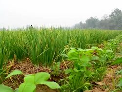 Agriculture organic green onion field Stock Footage