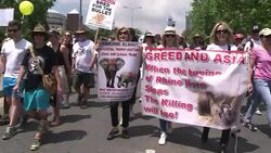 CLEAN : Global march against rhino and elephant poaching News Clip