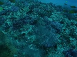 MS TS POV Scorpion fish lying on sea floor then darting away and settling again / Matola, Maputo, Mozambique Stock Footage