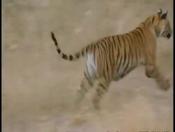 MS Royal Bengal Tiger, Panthera tigris tigris, walking through grass, Bandhavgarh National Park, India Stock Footage