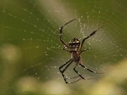 CU Signature Spider (argiope anasuja) on web with water drops shining in sunlight / South Africa Stock Footage